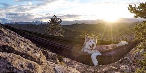 Heartwarming Photos Highlight Adventurous Bond Between Pups and Humans