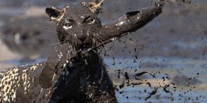 Cat Fishing: Leopard Gets Covered In Mud Catching Its Fish Supper