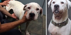 Two Starving Dogs Left to Die Saved by Police. Their Transformation will Amaze You.