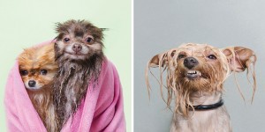 Feel Your Heart Melt into Bubble Bath at a 'Wet Dog' Photo Series