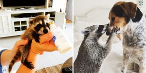 Orphaned Raccoon Thinks She's a Dog After Being Rescued and Raised by Family with Dogs