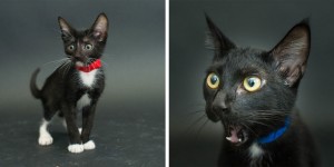 Photographer Takes Portraits of Black Shelter Cats Who Are Often the Last to Be Adopted
