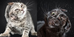 Cheerful Portraits Of Cats Shaking Themselves Clean