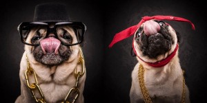 It's a Pug Life