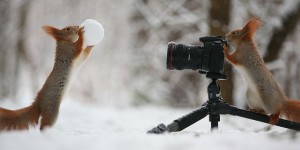 These Photos of Squirrels Playing Will Totally Make Your Day