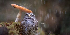 Sweet Little Pet Owl Uses Mushroom as Umbrella During Sudden Rainstorm