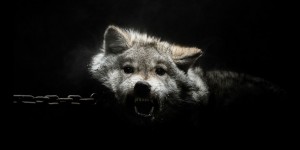 Gods & Beasts: Raw Portraits Show An Ambiguous Hierarchy Between Humans And Animals