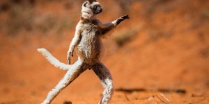 Hilarious Pictures from the Comedy Wildlife Photography Awards