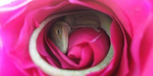 Adorable Lizard Uses Blossoming Rose as a Comfy Bed