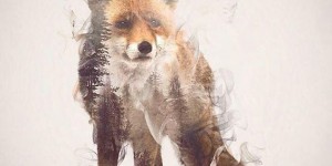 Double-Exposure Animal Portraits By Dániel Taylor