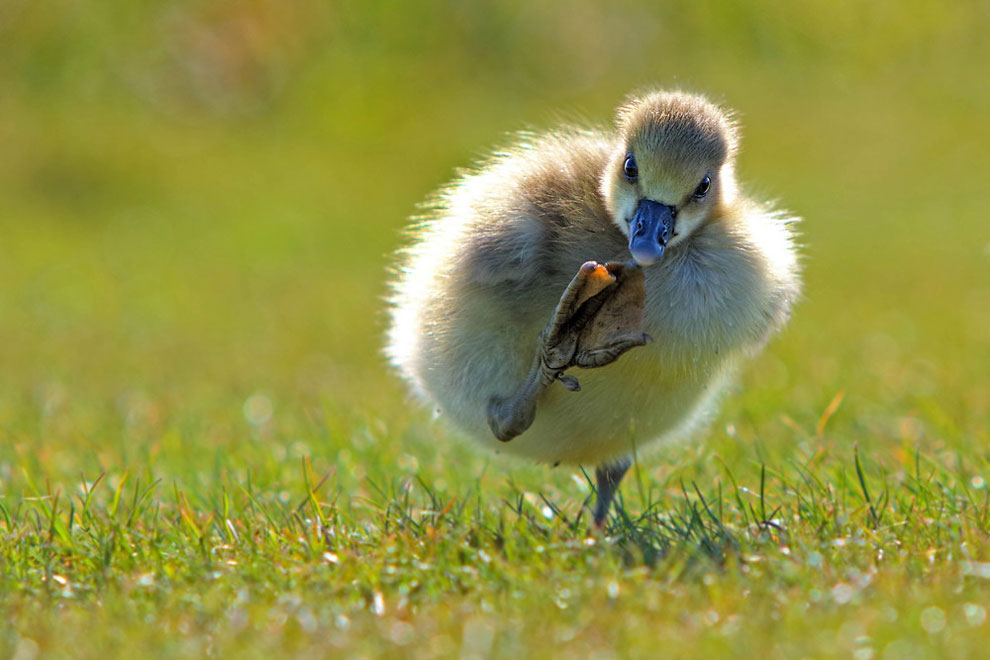 Hilarious Pictures From The Comedy Wildlife Photography Awards » Design 