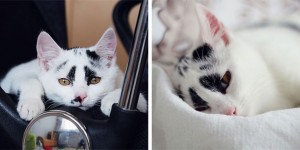 Take A Look At This Cute Adopted Cat With Funny Markings