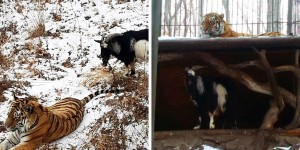 Goat Put In Tiger Enclosure As Lunch, Steals Tiger’s Bed And Becomes Boss