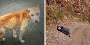 This Inspirational Girl Saved a Homeless Dog in the Most Ingenious Way