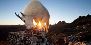 2015 Fritz Pölking Nature Photography Prize