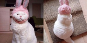 17-Year-Old Cat Suffering From Kidney Failure Is Japan’s Cutest & Laziest Feline