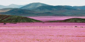 Weather Phenomenon Causes One of the Driest Deserts to Burst into a Vibrant Flowery Field