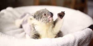 Adorable Baby Koala Poses for Her Very First Photoshoot