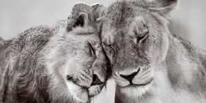 ZSL Animal Photography Prize 2015