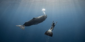 Epic Photos Of The Divers Swim With Sperm Whales