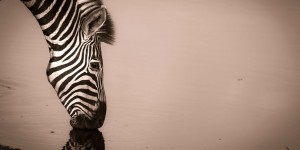 2015 Africa Geographic Photographer of the Year Award