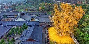 1,400-Year-Old Gingko Tree Sheds a Spectacular Ocean of Golden Leaves
