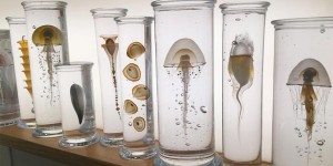 Intricately Crafted Marine Life Specimens Suspended in Glass