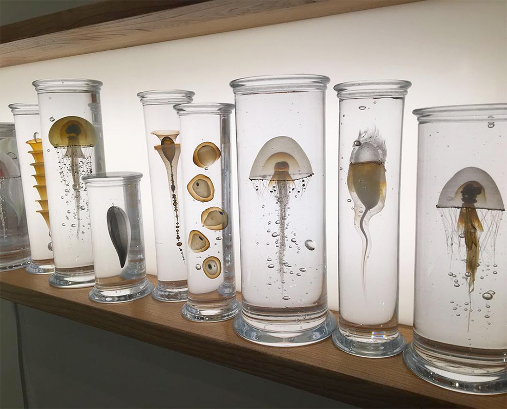Intricately Crafted Marine Life Specimens Suspended in Glass » Design