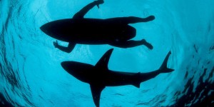 Wildlife Photographer Of The Year 2015 Finalists