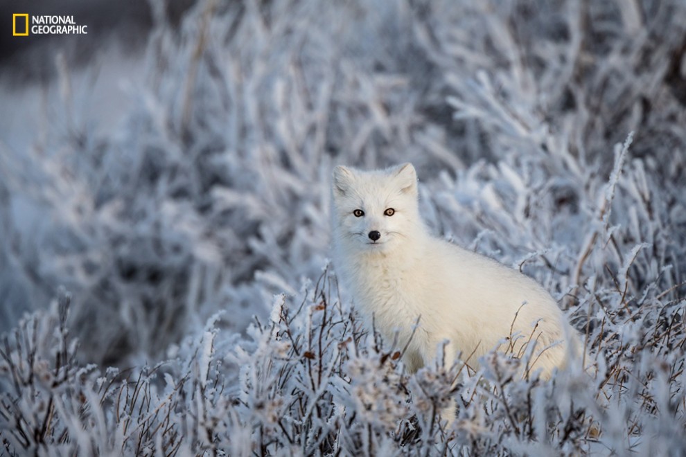 An arctic fox in frozen willows.