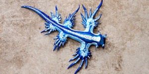 Rare Sighting of a Blue Dragon Spotted on the Shores of Australia