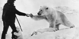Feeding Polar Bears From A Tank, 1950