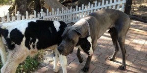 Meet Goliath, The Adorable Baby Cow Who Thinks He’s A Dog