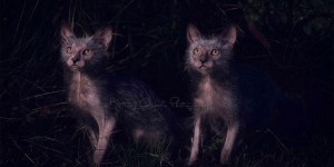 Meet the Lykoi: An Odd New Breed of Werewolf Cats