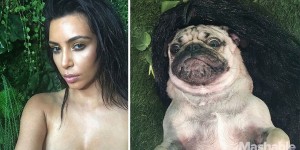 Doug The Pug Imitates Kim Kardashian In A Series Of Hilarious Selfies