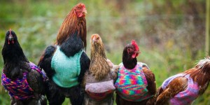 Woman Knits Tiny Wool Sweaters to Keep Chickens Warm