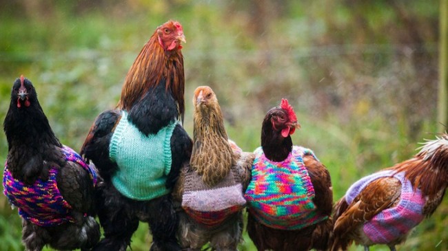 Chickensweater2