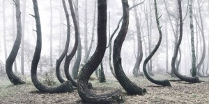 Poland's Mysterious Crooked Forest Populated with 400 Bent Pine Trees