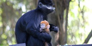 Meet Nangua, A Very Rare (And Very Adorable) Bright Orange Baby Monkey