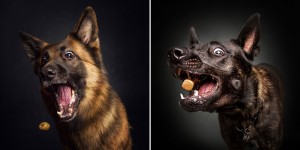 A Photographer Has Created A Series Of Paw-Traits Of Hungry Dogs Pulling Hilarious Faces As They Try And Catch Treats