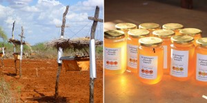 People In Africa Are Now Putting Bee Hives Around Fields, And It’s Not For The Honey