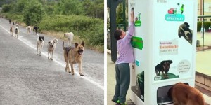 This Ingenious Vending Machine Feeds Homeless Animals