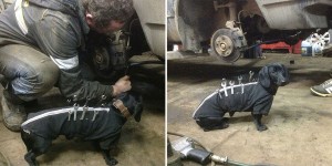 Hard-Working Sausage Dog Takes On A Part-Time Job As A Mechanic