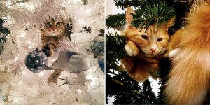 Cats In Christmas Trees Is Our New Instagram Obsession