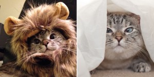Meet Nala, The Next It Cat