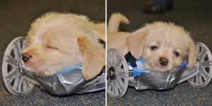 Two-Legged Rescue Puppy Gets 3D Printed Wheelchair To Walk