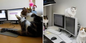 This Japanese Company Found The Most Prefurrable Way To Improve Productivity