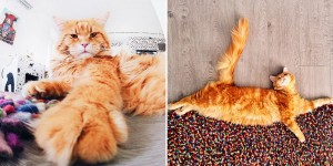 Today Wouldn’t Be Complete Without Marvelling At This Gorgeous Ginger Cat