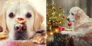 Beautiful Photos Of Mali The Dog Enjoying Christmas Time