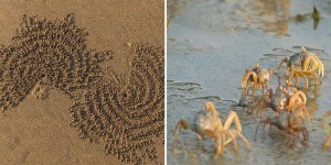 Look At This Tiny Frisky Sand Bubbler Crab - The Real Nature’s Sand Artist